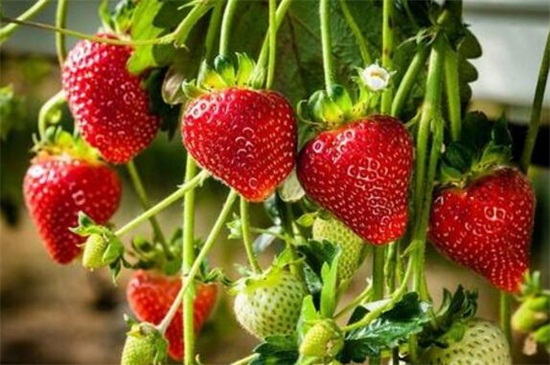 草莓什么时候开花，花期大概在4～5月