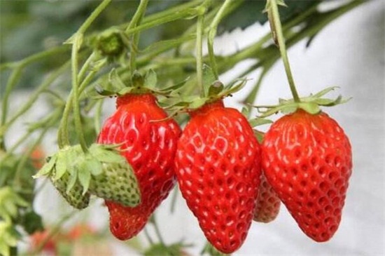 草莓什么时候开花，花期大概在4～5月