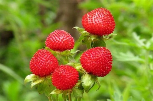 野草莓花和蛇莓的区别，叶片形态花期不同
