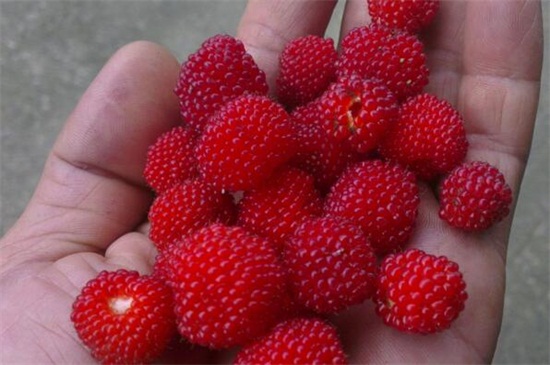 野草莓花和蛇莓的区别，叶片形态花期不同