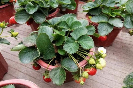 草莓什么时候结果，大概在4～5月开花结果
