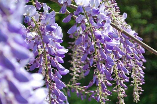 紫藤和槐花的区别