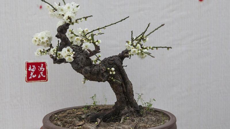 盆栽腊梅花的养殖方法 花语网