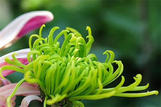 绿色菊花有哪些品种，碧海翠龙的花朵是碧绿色