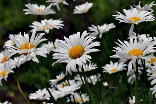 白菊花代表什么意思，悼念追思扫墓时相送