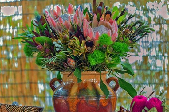 帝王花的相关品种，盘点常见的十大帝王花