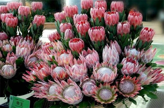 帝王花的相关品种，盘点常见的十大帝王花