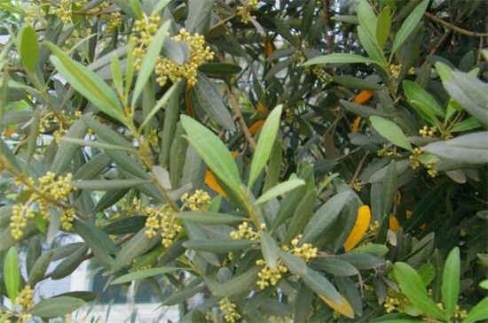 橄榄花的养殖方法和注意事项