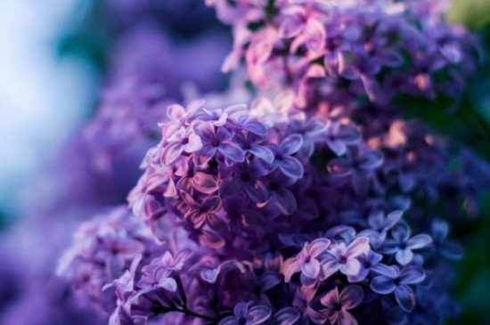 紫色丁香花的花语，花语寓意着初恋