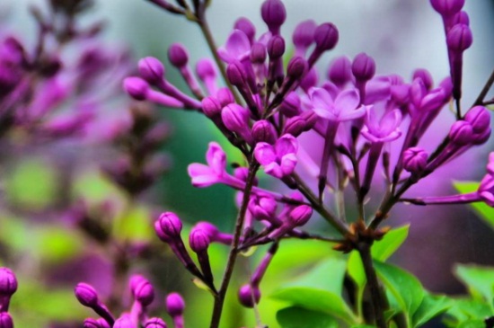 紫色丁香花的花语，花语寓意着初恋