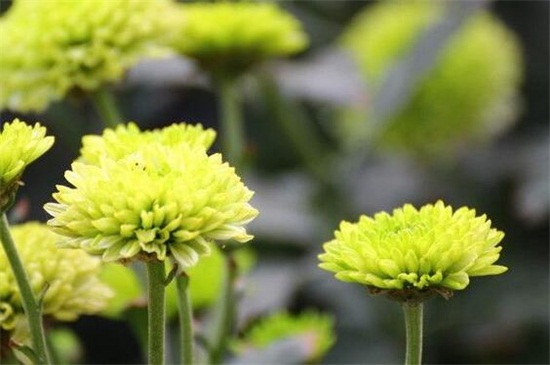 绿菊花的养殖方法和注意事项，夏季防晒避免灼伤