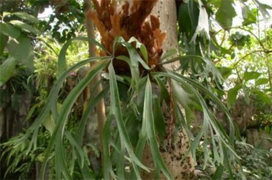鹿角蕨的常见品种，盘点六大常见的品种