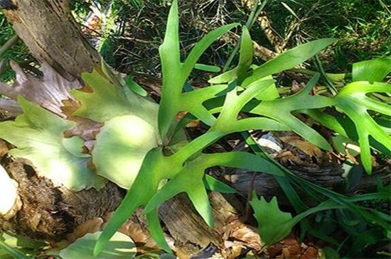 鹿角蕨的常见品种，盘点六大常见的品种