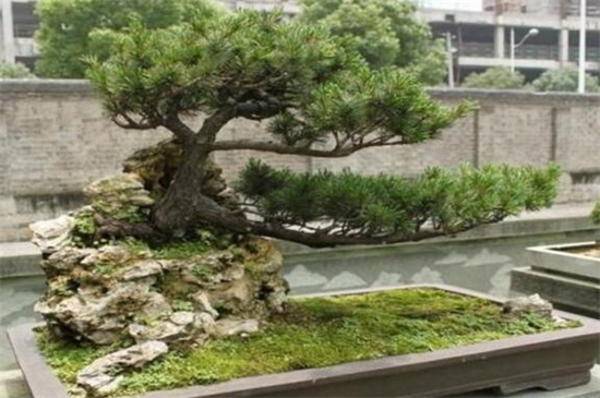 日本榉树盆景怎么养，需充足光照并整形修剪