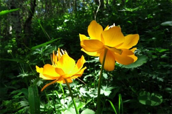 如何能让金莲花能够常年开花，分期播种光照养护