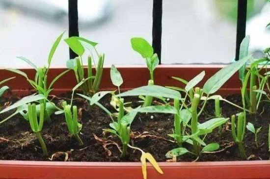 空心菜盆栽扦插图解，4个步骤扦插空心菜