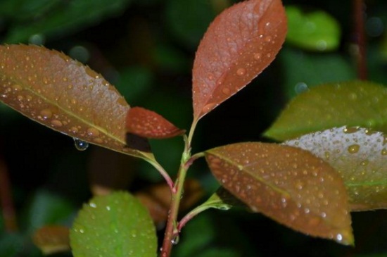 红叶石楠的病虫害及其防治，详解常见虫害防治方法