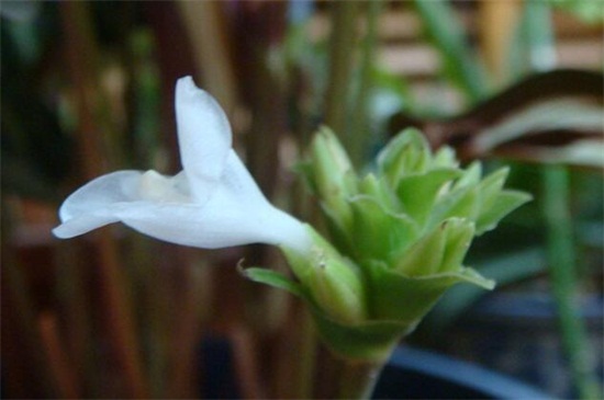 孔雀竹芋开花代表什么，寓意着热爱美丽生活