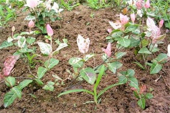 花叶络石的病虫害及其防治，叶斑病剪枝追肥防治