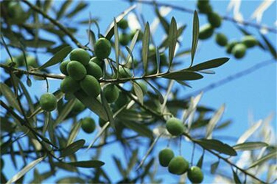 橄榄花品种大全，盘点十大不同橄榄花