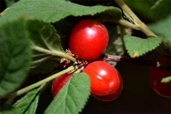 毛樱桃的种植方法