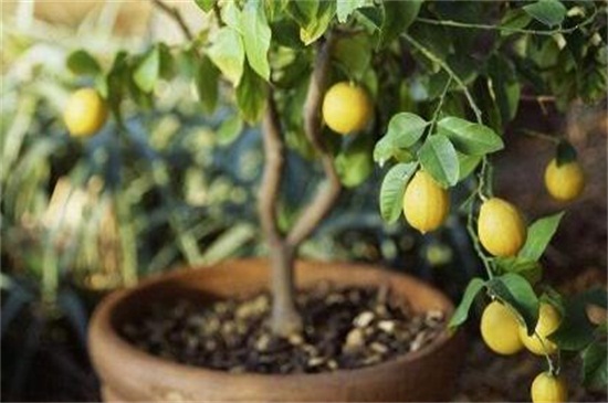 盆栽柠檬掉叶子怎么办
