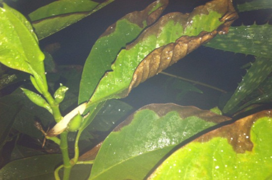 广玉兰叶子发黄怎么办，补充光照并湿润养护