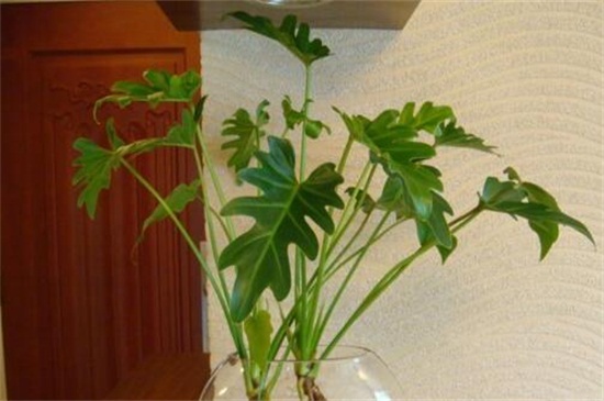 蔓绿绒和春羽的区别，植株形态根茎不同