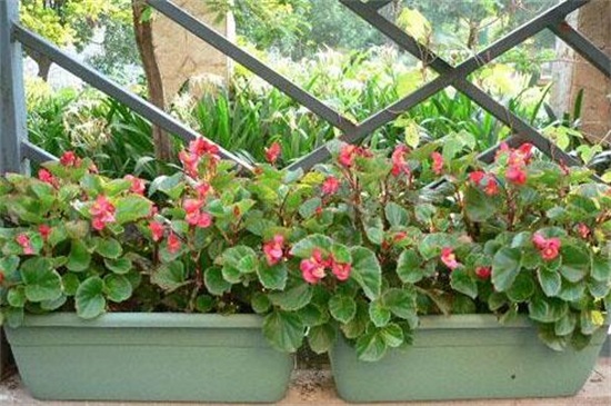 秋海棠花的室内养殖方法和注意事项，阳台给其光照养护
