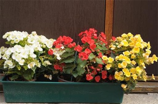 秋海棠花的室内养殖方法和注意事项，阳台给其光照养护