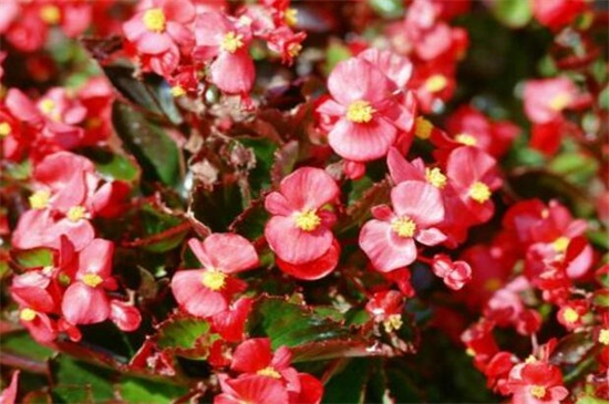秋海棠花的室内养殖方法和注意事项 阳台给其光照养护 花语网