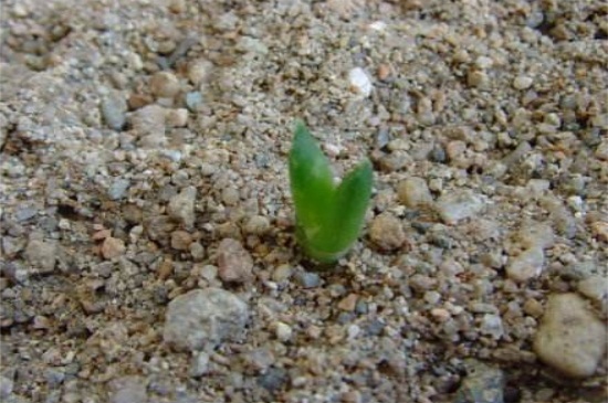 芦荟女王种子播种的4种催芽方法，加热催芽可20天生根