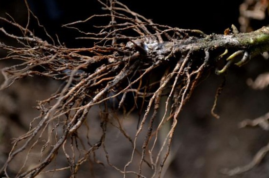 欧石楠的根腐病及其防治，修剪腐根透气土养殖