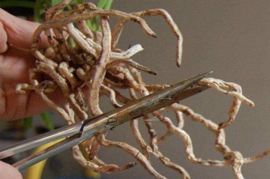 欧石楠的根腐病及其防治，修剪腐根透气土养殖