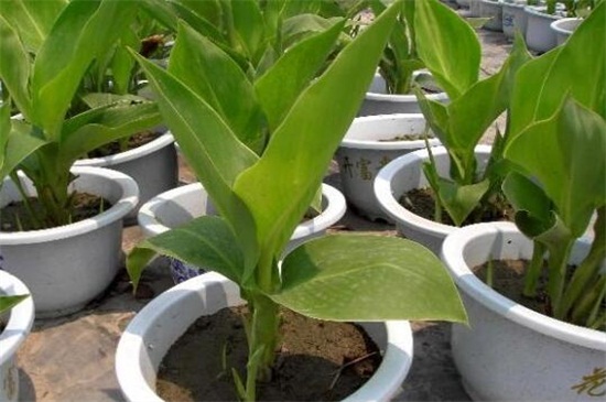 怎么延长美人蕉的花期，加强水肥且控制温度