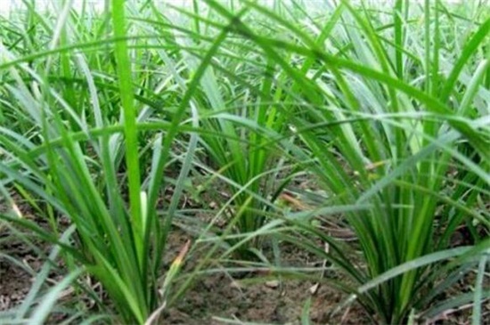 麦冬草的主要价值有哪些，观赏价值高还能净化空气