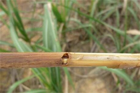 甘蔗的虫害防治，盘点常见的四大虫害