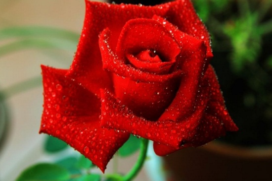 十一支玫瑰代表什么，代表爱你一生一世