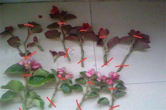 四季海棠的繁殖方法