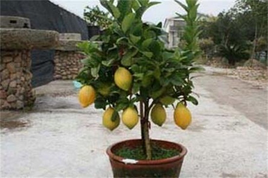 北方盆栽柠檬的养殖方法和注意事项，光照控温追肥养护