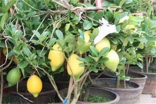 北方盆栽柠檬的养殖方法和注意事项，光照控温追肥养护
