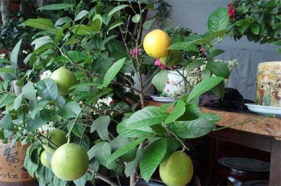 柠檬的病害及其防治，疮痂病改善环境修剪枝叶