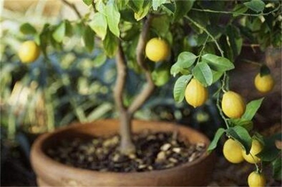 柠檬的病害及其防治，疮痂病改善环境修剪枝叶
