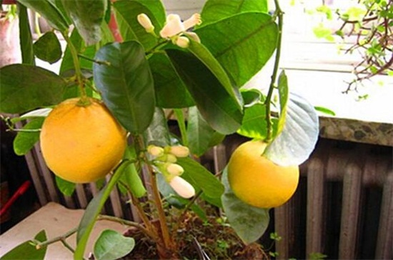 香水柠檬的叶子发黄怎么办，四个步骤促使恢复生机