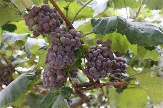 葡萄是什么季节成熟的，大概在夏秋两季成熟