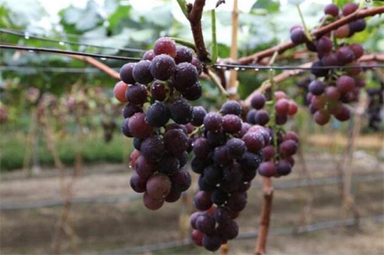 葡萄是什么季节成熟的，大概在夏秋两季成熟