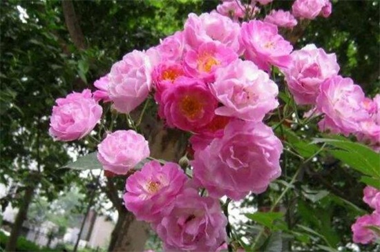 蔷薇花花期是什么时候，大概在5～6月开花