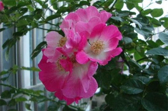 蔷薇花花期是什么时候，大概在5～6月开花