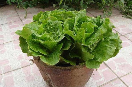 盆栽生菜种植方法