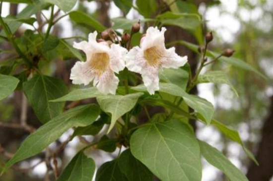 楸树的繁殖方法，春季可播种繁殖